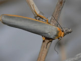 Mrkgr lavspinnare - Eilemia complanum - Scarce Footman