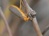 Mörkgrå lavspinnare - Eilemia complanum - Scarce Footman