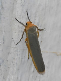 Mrkgr lavspinnare - Eilemia complanum - Scarce Footman