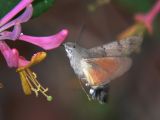 Strre dagsvrmare - Macroglossum stellatarum - Hummingbird Hawkmoth