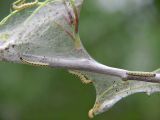 Häggspinnmal - Yponomeuta evonymella - Bird-cherry Ermine