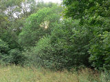 23 juli. Häggen gör sitt bästa för att hämta sig från Häggspinnmalarnas angrepp - The Bird-cherry is recovering