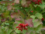 15 sep. Frukter p olvonet - Viburnum opulus - Fruit on the Guelder-rose