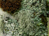 Mjlig brosklav - Ramalina farinacea - Dotted ramalina