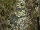 Vinterlav - Arctoparmelia centrifuga - Concentric ring lichen