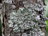 Blslav - Hypogymnia physodes - Monks hood or Hooded tube lichen