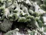 Blslav - Hypogymnia physodes - Monks hood or Hooded tube lichen