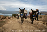 IMG_2450.jpg