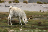 IMG_2849.jpg