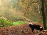 Lady  in  a  misty  forest.