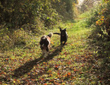 Lady  and  Max, in  their  element.