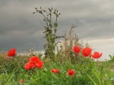 Field poppies under a brooding sky