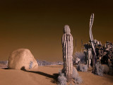 Praying Cactus