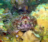 Buffalo Sculpin