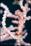 Red Pygme Seahorse 4