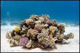 Shallow Coral block