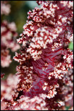 soft coral closeup
