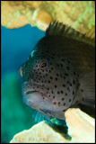 hawkfish profile