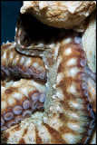 Octopus tenticles