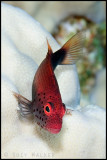 red hawkfish