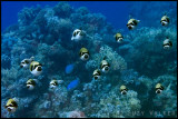 schooling masked puffer fish