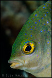 Profile of fish with blue spots