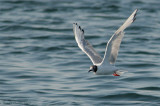 Mouette de Bonaparte -- _E0K2980 -- Bonapartes Gull