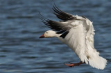 Oie blanche -- _E0K9304 -- Snow Goose