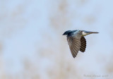 Hirondelle bicolore -- _E0K6565 -- Tree Swallow
