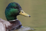 Canard colvert -- _E0K8665 -- Mallard Duck