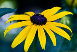 Black Eyed Susan