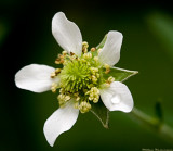 A Very Small White Wildflower