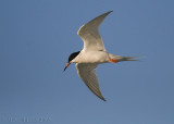 Roseate Tern (Sterna dougallii)