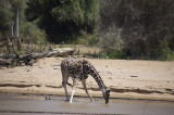 reticulated giraffe