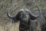 buffel