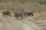 warthog
