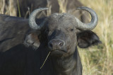 buffel