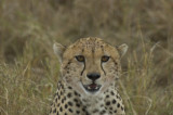 cheetah