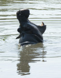 hippo