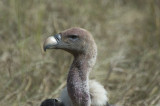 vulture