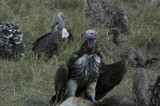 vulture