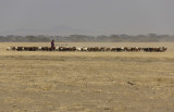 Masai with herd