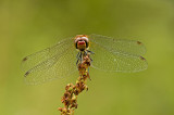 Ruddy darter/Bloedrode heidelibel (m) 40