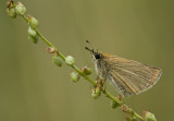 Essex skipper/Zwartsprietdikkopje 46