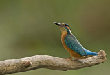 Kingfisher/IJsvogel 38