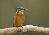 Kingfisher/IJsvogel 36