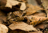 Common frog/Bruine kikker 8