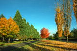 Fall Colors in Springfield