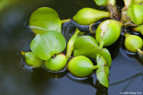 Water Hyacinth