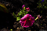 Flower in harsh light